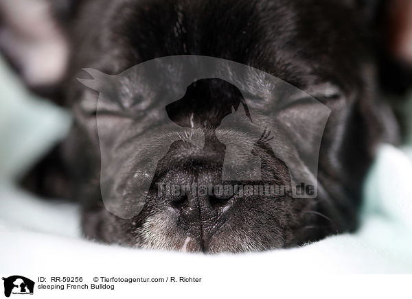 schlafende Franzsische Bulldogge / sleeping French Bulldog / RR-59256