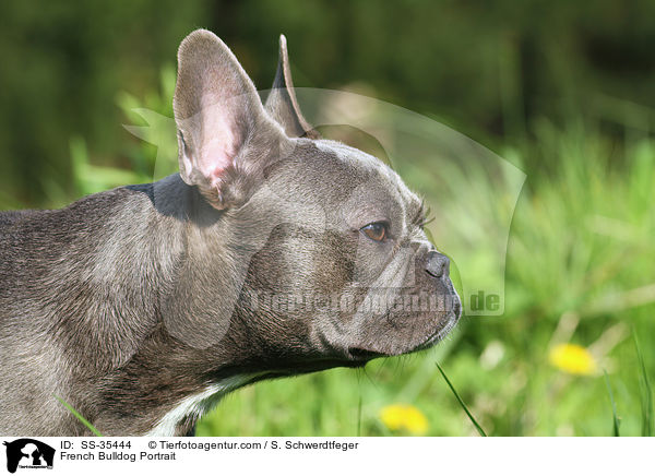 Franzsische Bulldogge Portrait / French Bulldog Portrait / SS-35444