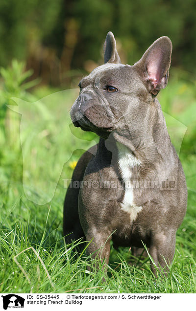 stehende Franzsische Bulldogge / standing French Bulldog / SS-35445