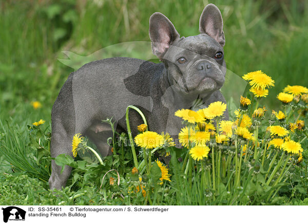 stehende Franzsische Bulldogge / standing French Bulldog / SS-35461