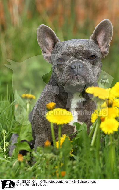 sitzende Franzsische Bulldogge / sitting French Bulldog / SS-35464