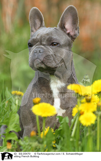 sitzende Franzsische Bulldogge / sitting French Bulldog / SS-35470