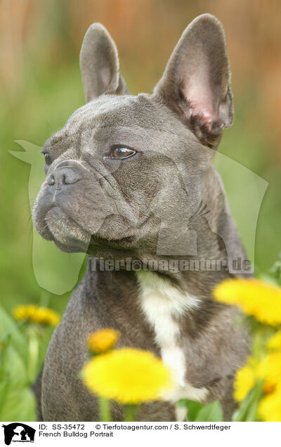 Franzsische Bulldogge Portrait / French Bulldog Portrait / SS-35472