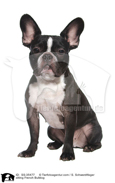 sitting French Bulldog / SS-35477