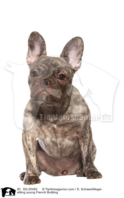 sitzende junge Franzsische Bulldogge / sitting young French Bulldog / SS-35482