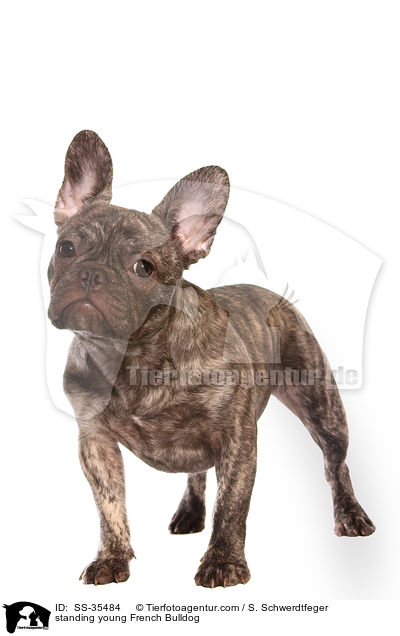 stehende junge Franzsische Bulldogge / standing young French Bulldog / SS-35484