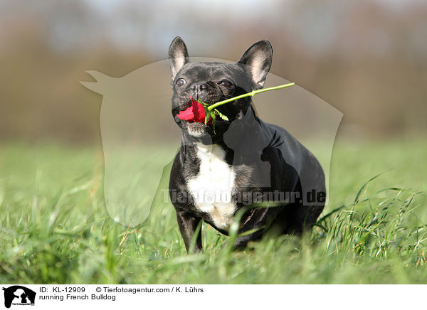 rennende Franzsische Bulldogge / running French Bulldog / KL-12909