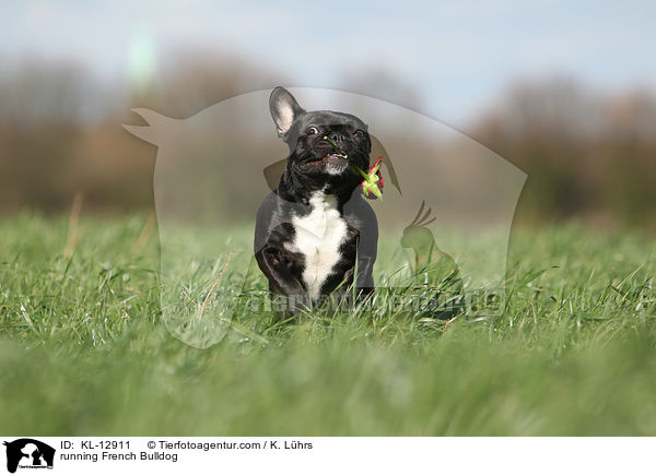 rennende Franzsische Bulldogge / running French Bulldog / KL-12911