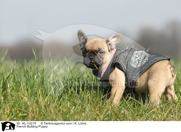 Franzsische Bulldogge Welpe / French Bulldog Puppy / KL-13210