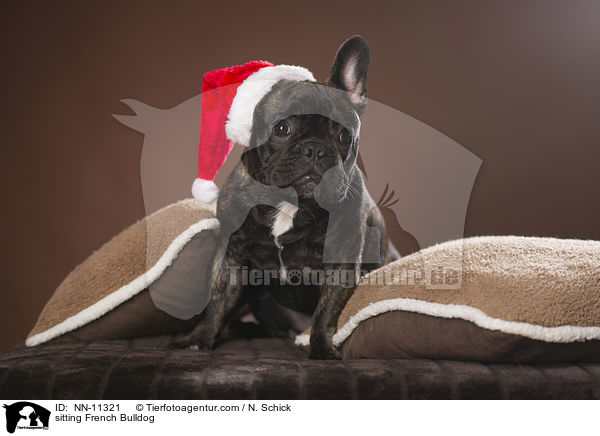 sitzende Franzsische Bulldogge / sitting French Bulldog / NN-11321