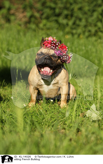 sitzende Franzsische Bulldogge / sitting French Bulldog / KL-14026