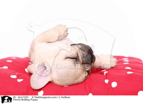 Franzsische Bulldogge Welpe / French Bulldog Puppy / JH-21353