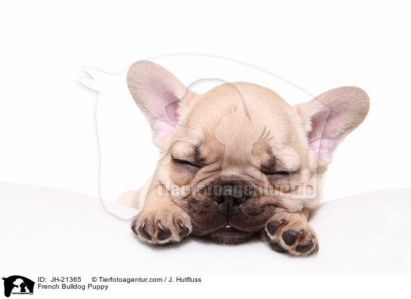 Franzsische Bulldogge Welpe / French Bulldog Puppy / JH-21365