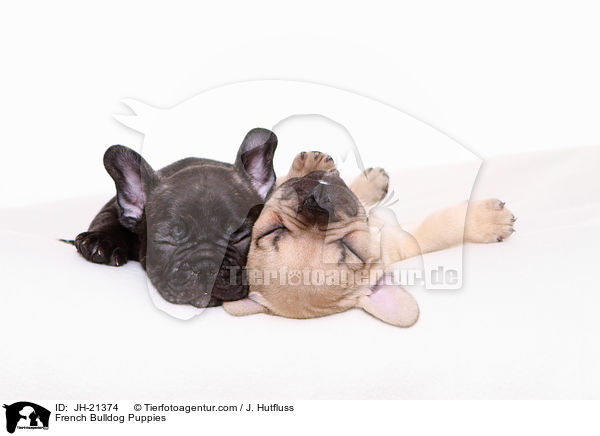 Franzsische Bulldoggen Welpen / French Bulldog Puppies / JH-21374