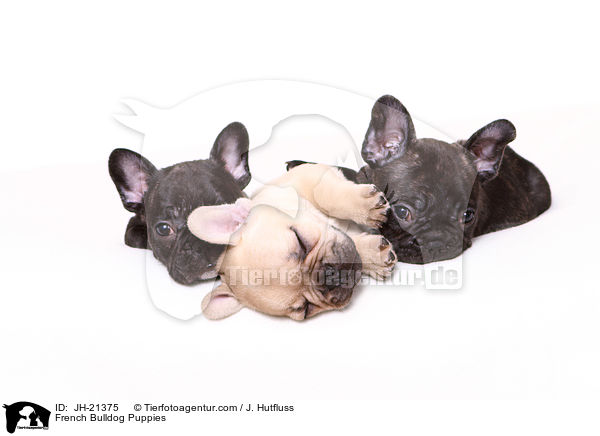 Franzsische Bulldoggen Welpen / French Bulldog Puppies / JH-21375