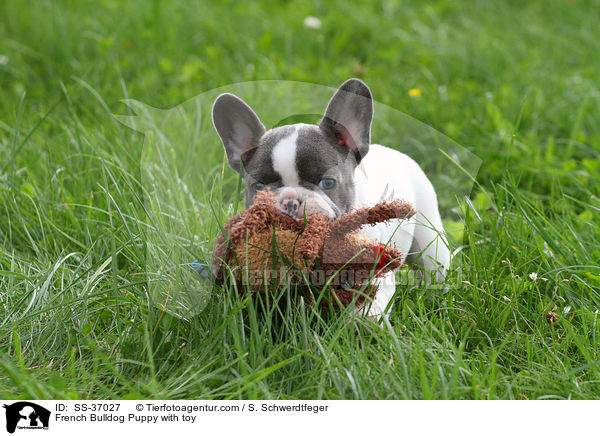 Franzsische Bulldogge Welpe mit Spielzeug / French Bulldog Puppy with toy / SS-37027