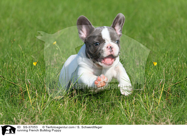 rennender Franzsische Bulldogge Welpe / running French Bulldog Puppy / SS-37053