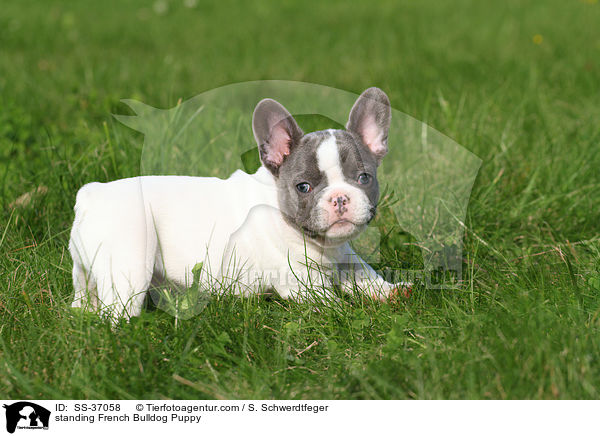 stehender Franzsische Bulldogge Welpe / standing French Bulldog Puppy / SS-37058