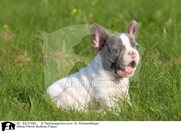 sitzender Franzsische Bulldogge Welpe / sitting French Bulldog Puppy / SS-37062