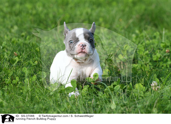 rennender Franzsische Bulldogge Welpe / running French Bulldog Puppy / SS-37066