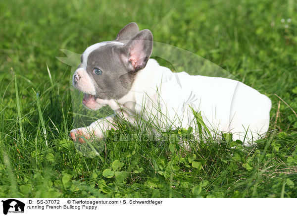 rennender Franzsische Bulldogge Welpe / running French Bulldog Puppy / SS-37072