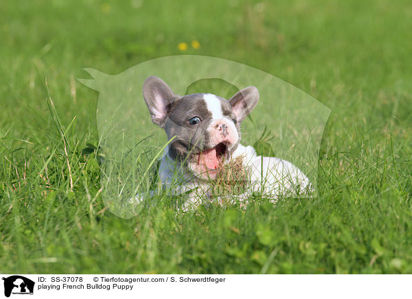 spielender Franzsische Bulldogge Welpe / playing French Bulldog Puppy / SS-37078