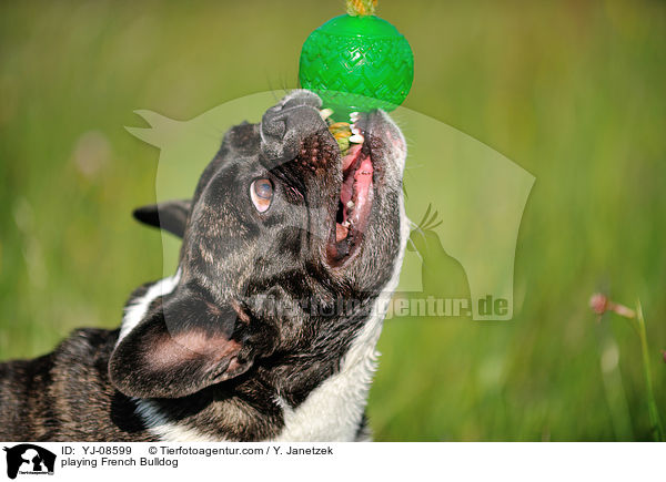 spielende Franzsische Bulldogge / playing French Bulldog / YJ-08599