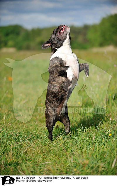 Franzsische Bulldogge macht Mnnchen / French Bulldog shows trick / YJ-08600