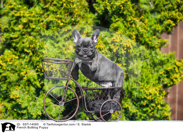 Franzsische Bulldogge Welpe / French Bulldog Puppy / SST-14065