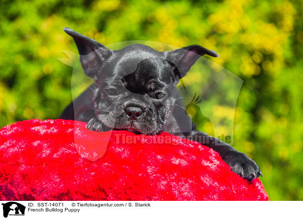 Franzsische Bulldogge Welpe / French Bulldog Puppy / SST-14071