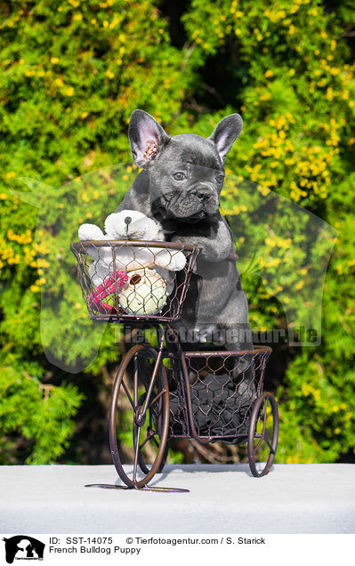 Franzsische Bulldogge Welpe / French Bulldog Puppy / SST-14075
