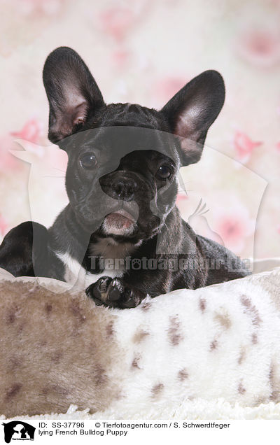 liegender Franzsische Bulldogge Welpe / lying French Bulldog Puppy / SS-37796