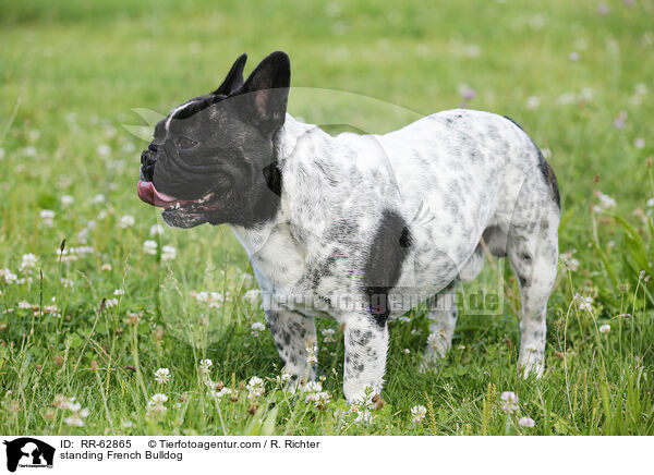 stehende Franzsische Bulldogge / standing French Bulldog / RR-62865