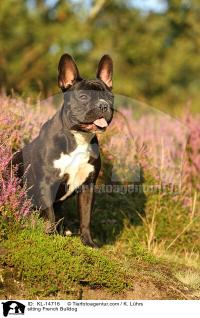 sitzende Franzsische Bulldogge / sitting French Bulldog / KL-14716