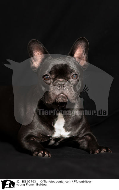 young French Bulldog / BS-05793