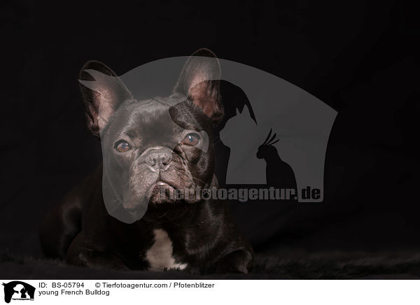 junge Franzsische Bulldogge / young French Bulldog / BS-05794