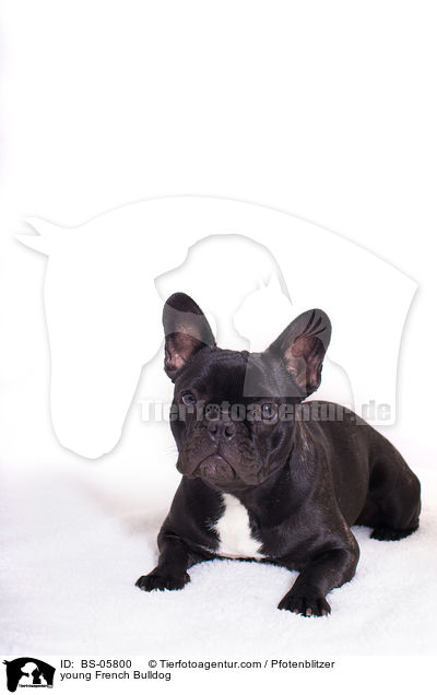 young French Bulldog / BS-05800