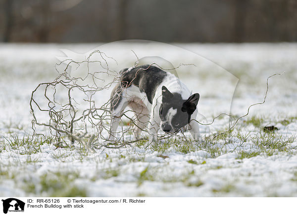 Franzsische Bulldogge mit Stock / French Bulldog with stick / RR-65126