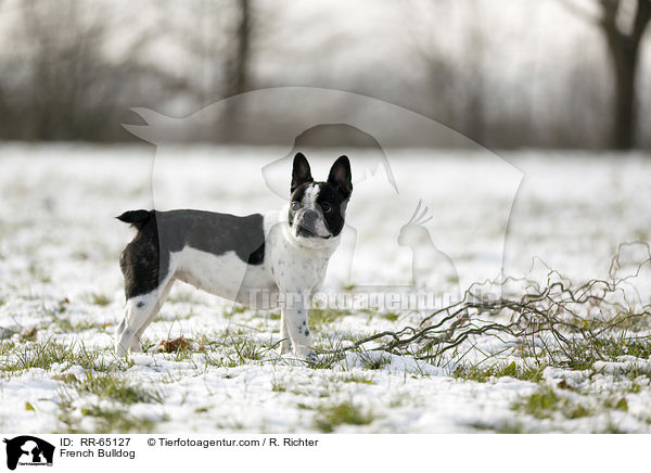 Franzsische Bulldogge / French Bulldog / RR-65127