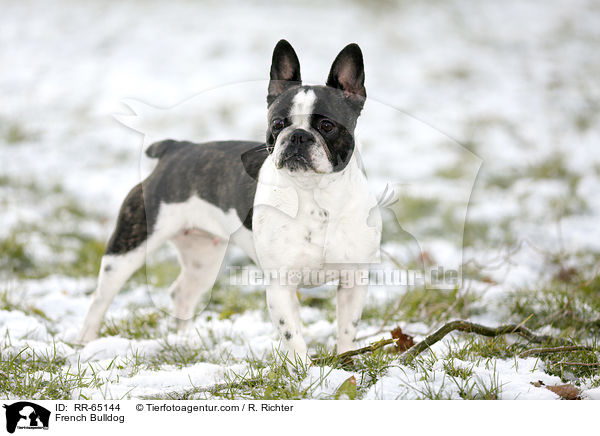 Franzsische Bulldogge / French Bulldog / RR-65144