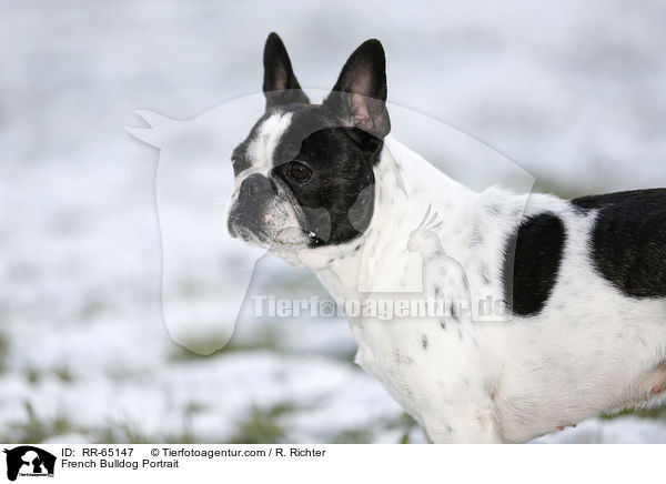 Franzsische Bulldogge Portrait / French Bulldog Portrait / RR-65147