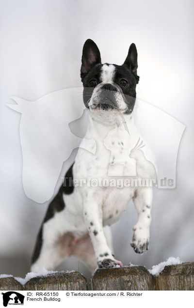 Franzsische Bulldogge / French Bulldog / RR-65150