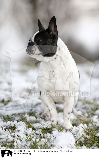 Franzsische Bulldogge / French Bulldog / RR-65155