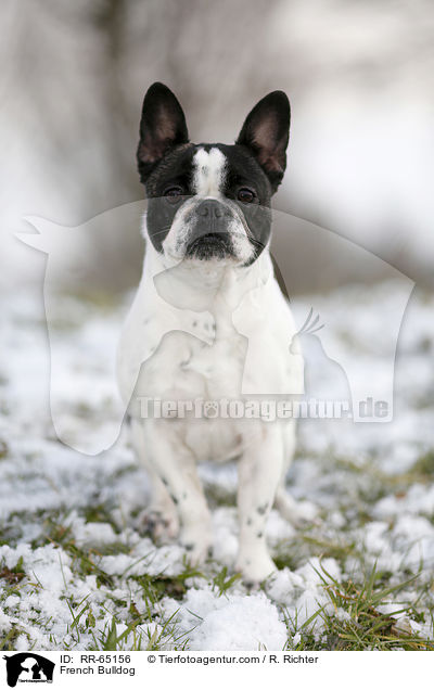 Franzsische Bulldogge / French Bulldog / RR-65156