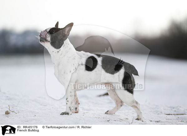 Franzsische Bulldogge / French Bulldog / RR-65176