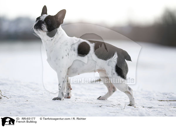 Franzsische Bulldogge / French Bulldog / RR-65177