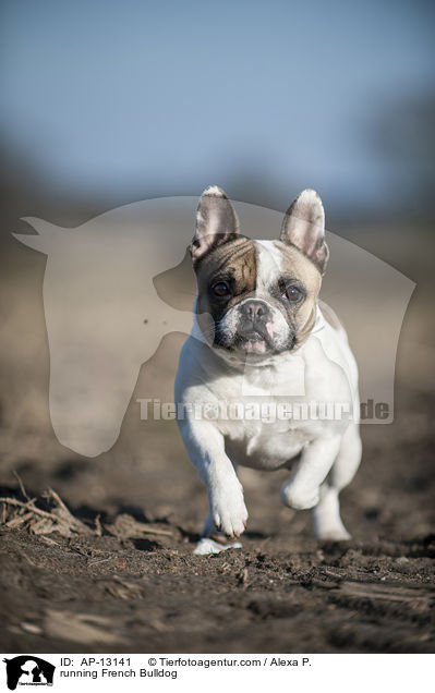 rennende Franzsische Bulldogge / running French Bulldog / AP-13141