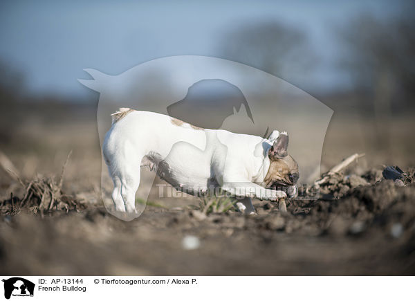 Franzsische Bulldogge / French Bulldog / AP-13144