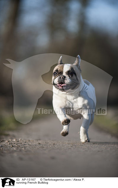 rennende Franzsische Bulldogge / running French Bulldog / AP-13167