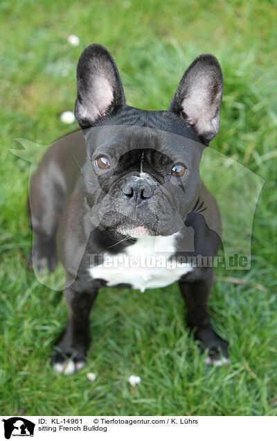 sitzende Franzsische Bulldogge / sitting French Bulldog / KL-14961